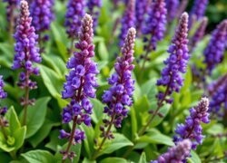 Oryginalny obrazek