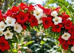 Oryginalny obrazek