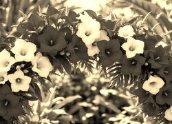 Szary + Sepia