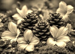 Szary + Sepia