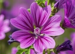 Oryginalny obrazek