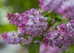 Oryginalny obrazek