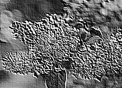 Skamielina