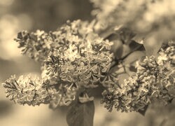 Szary + Sepia