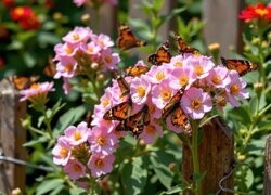 Oryginalny obrazek