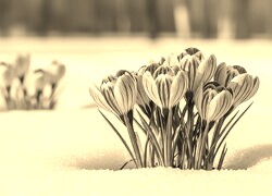 Szary + Sepia
