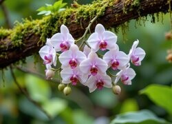 Oryginalny obrazek