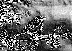 Skamielina