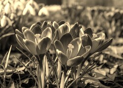 Szary + Sepia