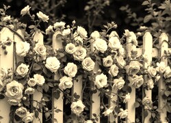 Szary + Sepia