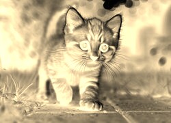 Sepia + Negatyw