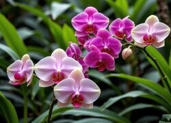 Oryginalny obrazek