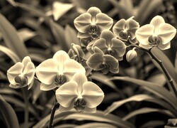 Szary + Sepia