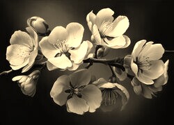 Szary + Sepia