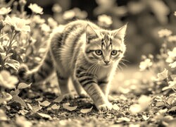 Sepia
