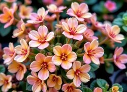 Oryginalny obrazek