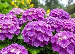 Oryginalny obrazek