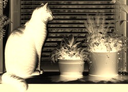 Sepia + Negatyw