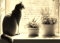 Szary + Sepia