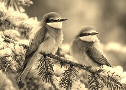 Szary + Sepia