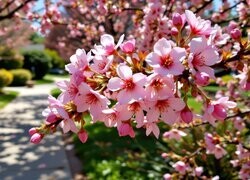 Oryginalny obrazek