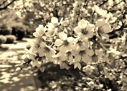 Szary + Sepia