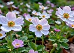 Oryginalny obrazek