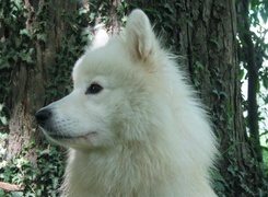 Oryginalny obrazek