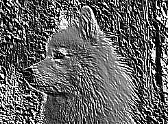 Skamielina