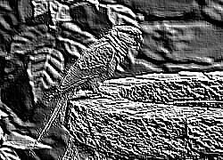 Skamielina