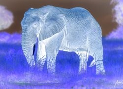 Negatyw