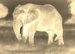 Sepia + Negatyw