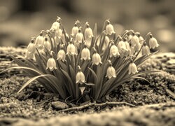 Szary + Sepia