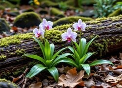 Oryginalny obrazek