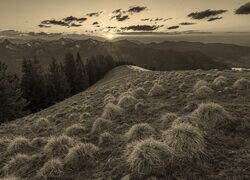 Szary + Sepia