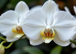 Oryginalny obrazek