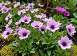 Oryginalny obrazek