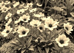 Szary + Sepia