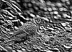 Skamielina