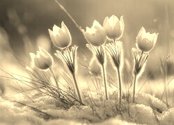 Szary + Sepia