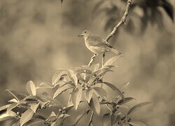 Szary + Sepia