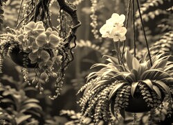 Szary + Sepia