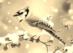 Szary + Sepia