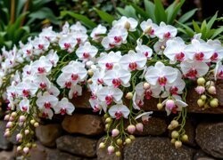 Oryginalny obrazek