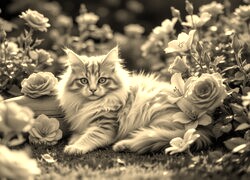 Szary + Sepia