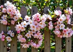 Oryginalny obrazek