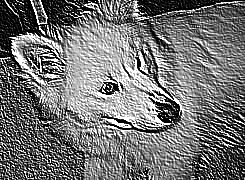 Skamielina