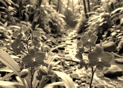 Sepia