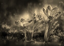 Szary + Sepia
