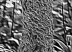 Skamielina